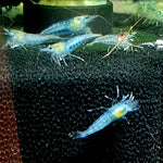 Live Freshwater Aquarium Premium Blue Jelly Shrimp 10/$30, 20/$50 (FS-014)