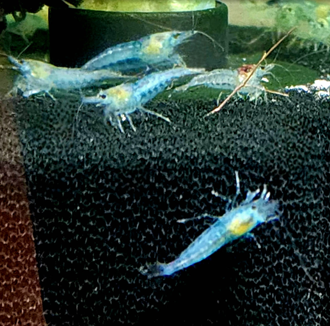 Live Freshwater Aquarium Premium Blue Jelly Shrimp 10/$30, 20/$50 (FS-014)