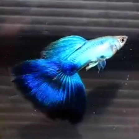 Live Freshwater Aquarium Betta Premium Giant Mix Color Koi, Fancy Marble Plakat Male Betta(CBM-1009)