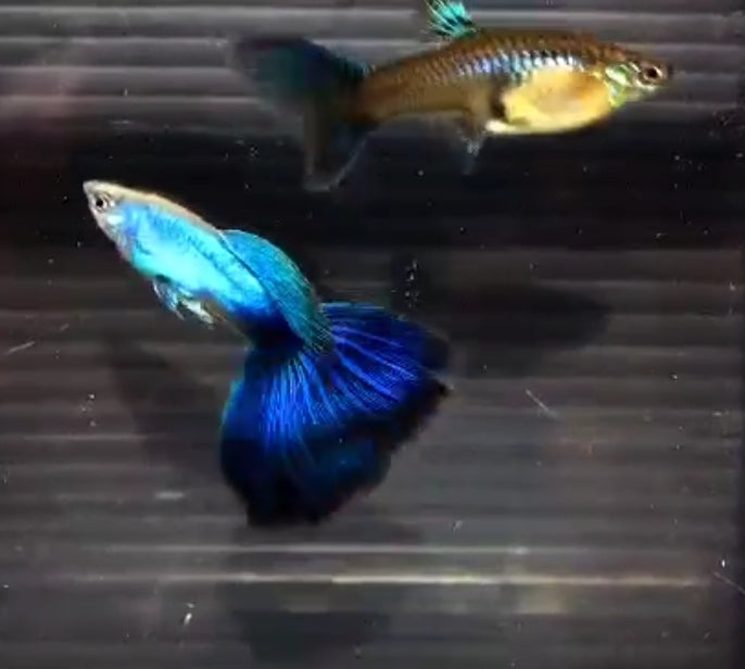 Live Fancy Guppy Fish Premium Quality Japan Blue/Lazuli Big Tail (CGP-088)