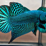 Green Alien Male Wild Betta Our Choice (CBM-1051)