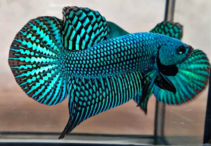 Green Alien Male Wild Betta (CBM-1051) BUY 4 GET 1 FREE MIX & MATCH