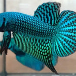 Green Alien Male Wild Betta Our Choice (CBM-1051)
