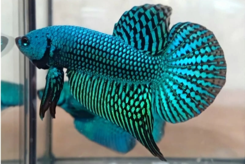 Green Alien Male Wild Betta (CBM-1051) BUY 4 GET 1 FREE MIX & MATCH