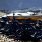 Live Freshwater Aquarium Fancy Shrimp Super Rose Black Shrimp Fancy Quality 10/$30, 20/$50 (FS-007)