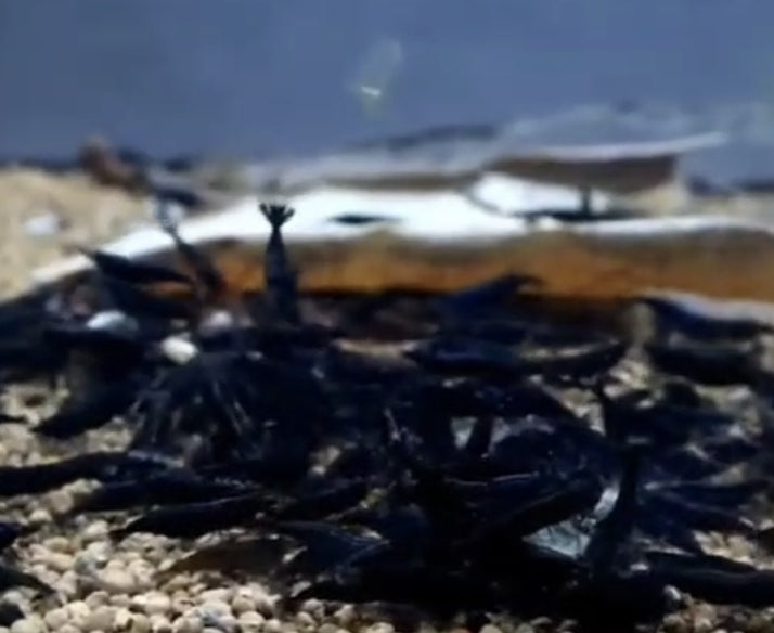 Live Freshwater Aquarium Fancy Shrimp Super Rose Black Shrimp Fancy Quality 10/$30, 20/$50 (FS-007)