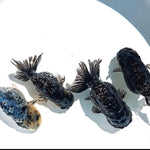 Live Fancy Goldfish Premium Select Our Choice Granite Calico Ranchu (CGF-082)