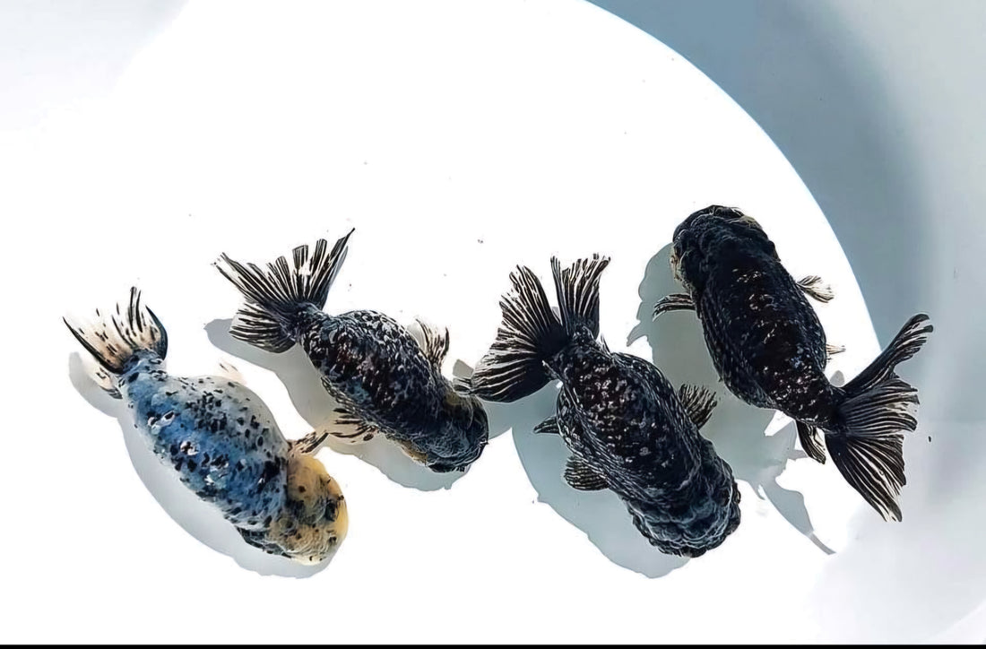 Live Fancy Goldfish Premium Select Our Choice Granite Calico Ranchu (CGF-082)