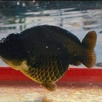 A Grade Our Choice Black Hybrid Dragon Head Ranchu 2.50 inch Body (CGF)