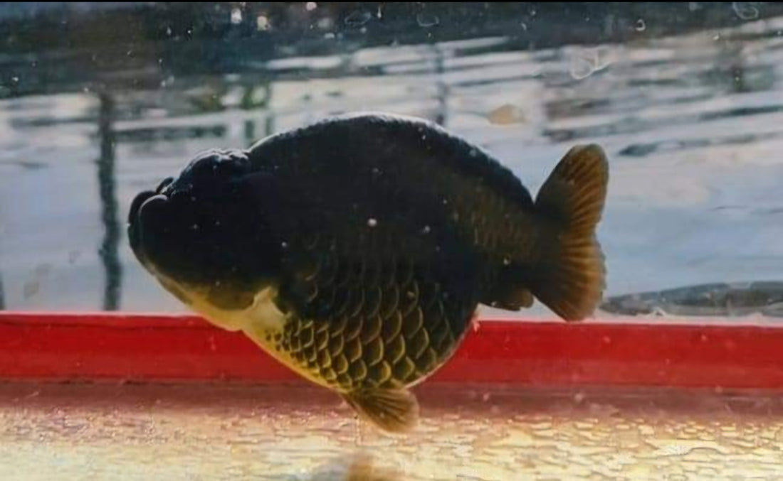 A Grade Our Choice Black Hybrid Dragon Head Ranchu 2.50 inch Body (CGF)