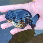 A Grade Our Choice Black Hybrid Dragon Head Ranchu 2.50 inch Body (CGF)