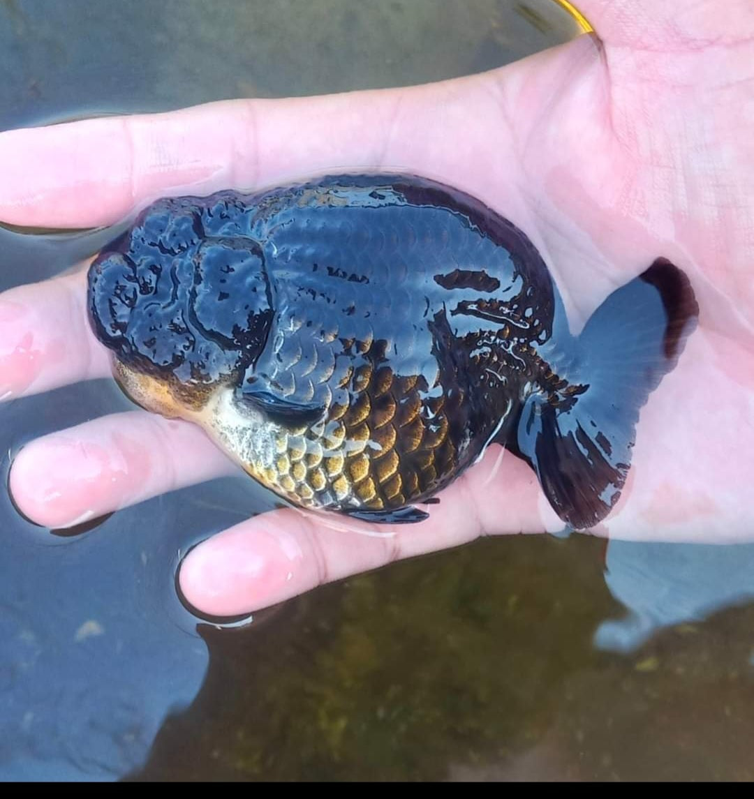 A Grade Our Choice Black Hybrid Dragon Head Ranchu 2.50 inch Body (CGF)