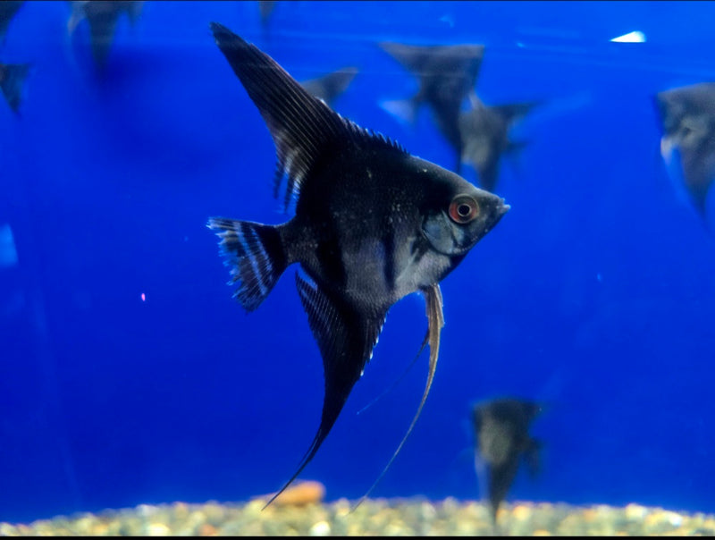 Live Freshwater Aquarium Black Angelfish Medium