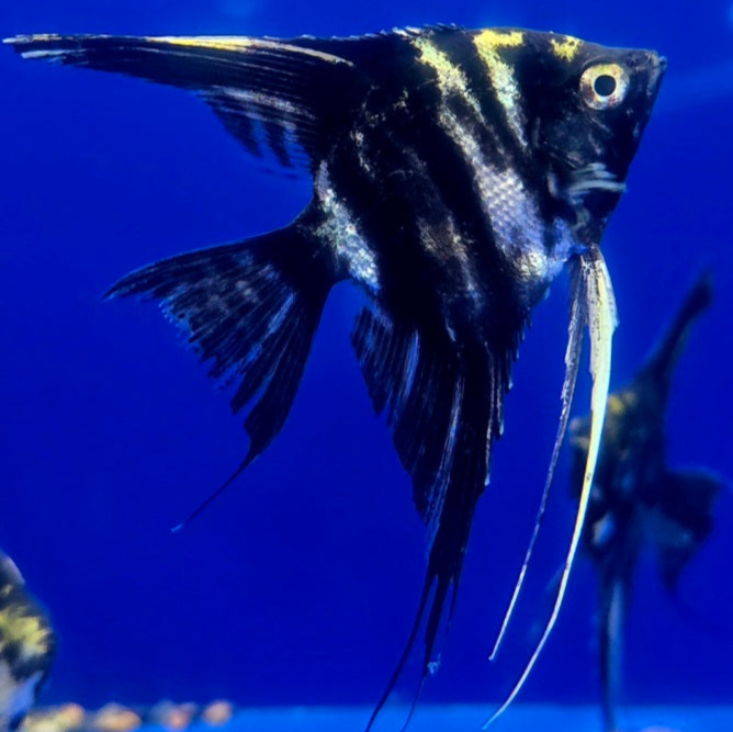 Live Freshwater Aquarium Black Marble Angelfish Medium