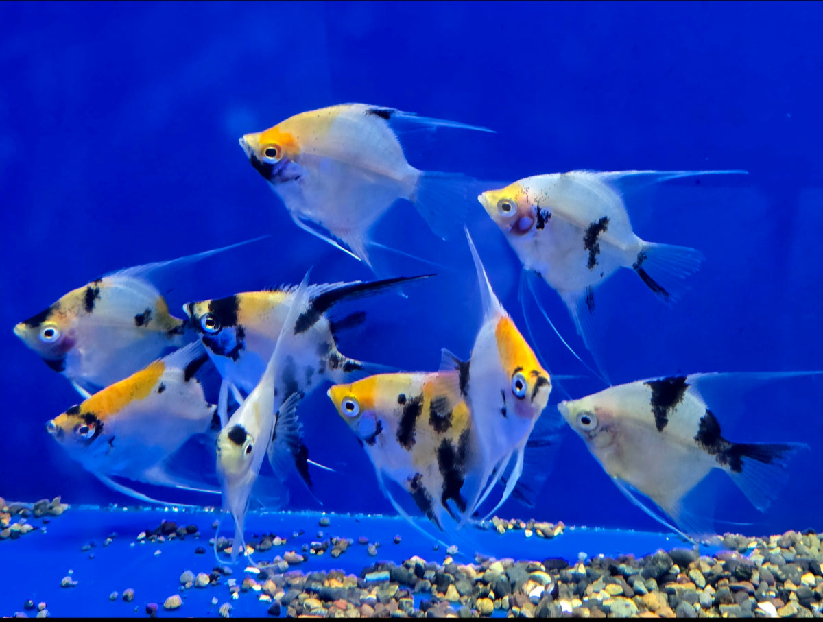 Medium Angelfish Live Freshwater Aquarium Tri Color Koi Angelfish Medium — Coast Gem USA