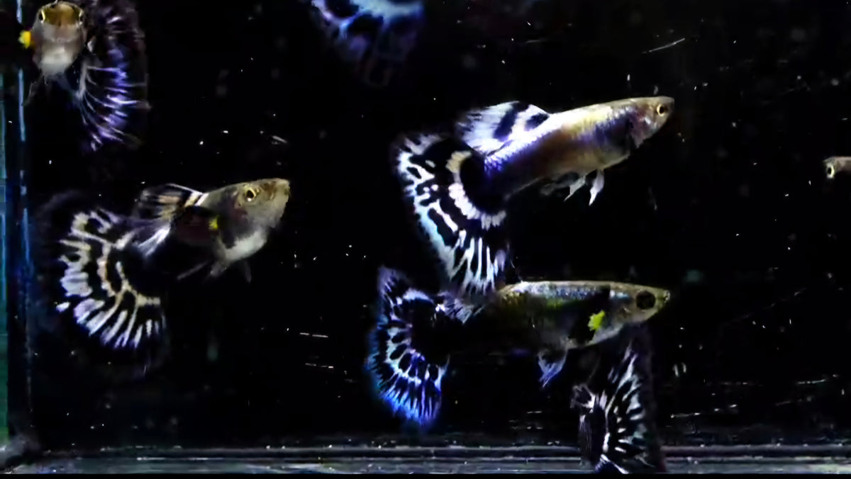 Live Fancy Guppy Fish Ivory Purple Mosaic (CGP-131)