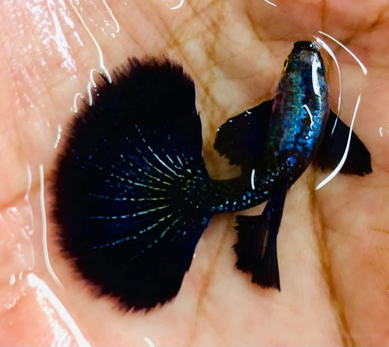 Live Fancy Guppy Fish Premium Quality Dumbo Ear Dark Platinum Purple (CGP-020)