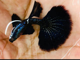 Live Fancy Guppy Fish Premium Quality Dumbo Ear Dark Platinum Purple (CGP-020)