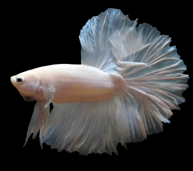 Male Betta Fish Opal/White Halfmoon (CBM-1028) Our Choice BUY 4 GET 1 FREE