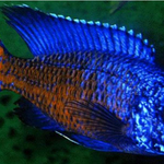 Live Fish African Cichlid Ngara Flame Tail Peacock (Aulonocara Stuartgranti Ngara) (CHD-123) U028