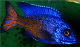 Live Fish African Cichlid Ngara Flame Tail Peacock (Aulonocara Stuartgranti Ngara) (CHD-123) U028
