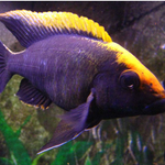 Live African Cichlid Sulfur Head/Apache Peacock (Aulonocara maylandi)(CHD-129)U027