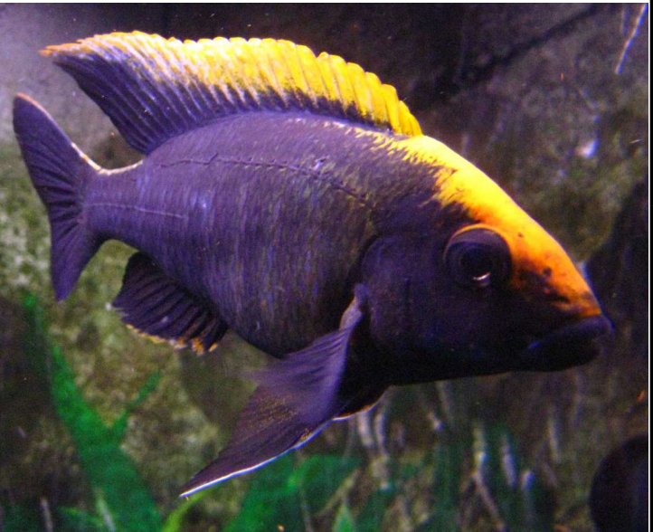 Live African Cichlid Sulfur Head/Apache Peacock (Aulonocara maylandi)(CHD-129)U027
