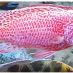 Live Fish African Cichlid Strawberry Peacock (Aulonocara sp. Fire Fish) (CHD-132)U011