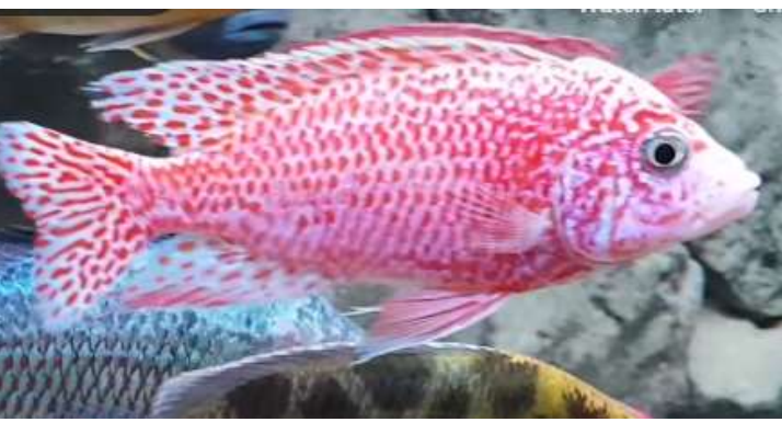 Live Fish African Cichlid Strawberry Peacock (Aulonocara sp. Fire Fish) (CHD-132)U011