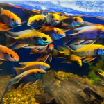 Live Freshwater Aquarium African Cichlid Ovatus Cichlid  (Protomelas Spilonotus "Ovatus")(CHD-137)U020