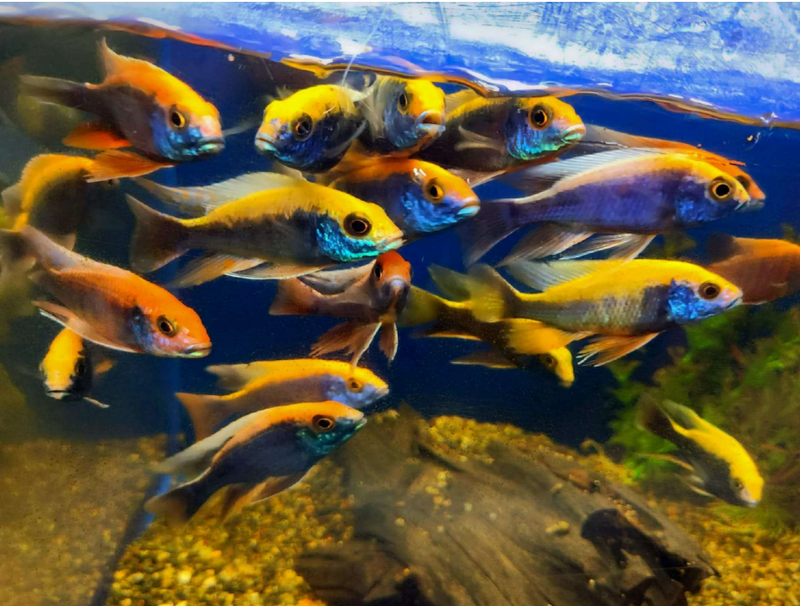 Live Freshwater Aquarium African Cichlid Ovatus Cichlid  (Protomelas Spilonotus "Ovatus")(CHD-137)U020