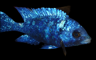 Live African Cichlid Star Sapphire (Placidochromis sp. Phenochilus Tanzania) (CHD-140) U019