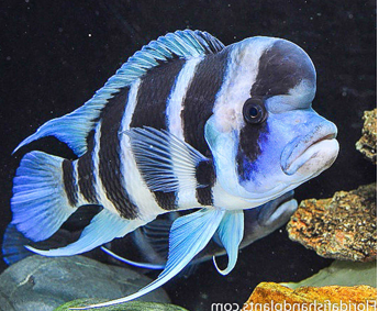 Frontosa Burundi Cichlid  (Cyphotilapia Frontosa "Burundi")(CHD-143)