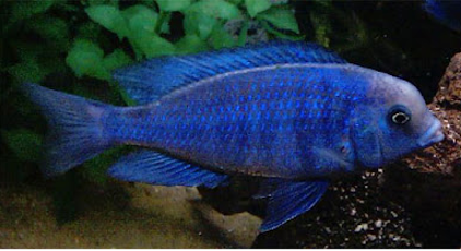 Malawi Blue Dolphin Cichlid  (Cyrtocara Moori) (CHD-145)