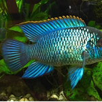 Live Tropical Freshwater Fish Electric Blue Acara 2.00 inch (CHD-147)