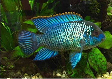 Live Tropical Freshwater Fish Electric Blue Acara 2.00 inch (CHD-147)