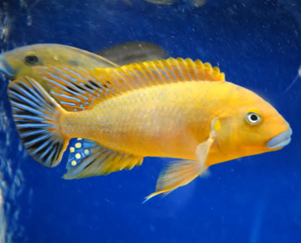 WILLIAMSI MAKONDE BLUE LIPS (PSEUDITROOHEUS SP. ''WILLIAMSI NORTH'')(CHD-152)