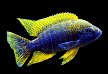 LEMON JAKE or YELLOW JACOB PEACOCK Cichlid (AULONOCARA JACOBFREBERGI ''UNDU REEF'') (CHD-153)