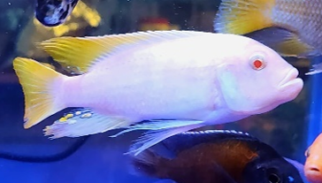 Live Fish African Cichlid Albino Ice Blue (Metriaclima Greshakei (CHD-156)