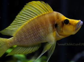 Mandarin Calvus Altolamprologus Compressiceps Mandarin 2.00" (CHD-157)