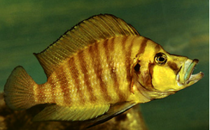 Altolamprologus compressiceps Chaitika Orange 2.00" (CHD-158)