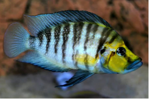 Altolamprologus compressiceps Kasanga "Goldhead" 2.00" (CHD-160)