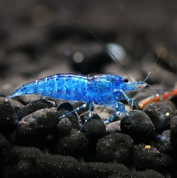 Live Freshwater Aquarium Shrimp Blue Aura (Neocaradina) 10/$25, 20/$40 (FS-041)
