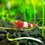 Live Freshwater Aquarium Shrimp Red King Kong (Caridina)