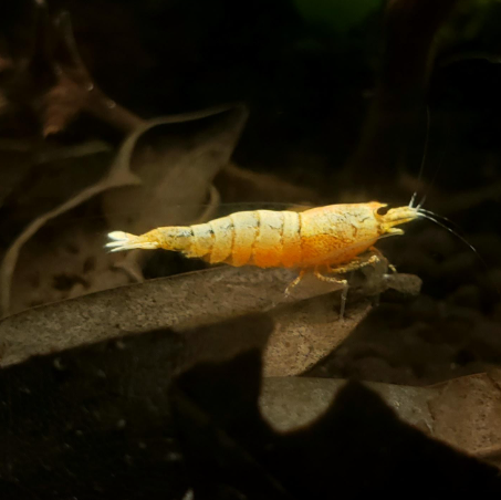 Live Freshwater Aquarium Shrimp Golden Bee (Caridina) — Coast Gem USA
