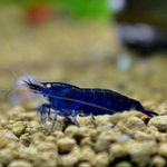 Live Freshwater Aquarium Fancy Premium High Grade Blue Diamond/Ocean Blue Shrimp Dark Dark Blue 10/$30, 20/$50 (Neocaridina sp.)(FS-012)