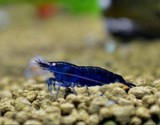 Live Freshwater Aquarium Fancy Premium High Grade Blue Diamond/Ocean Blue Shrimp Dark Dark Blue 10/$30, 20/$50 (Neocaridina sp.)(FS-012)