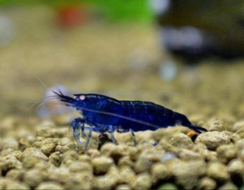Live Freshwater Aquarium Fancy Premium High Grade Blue Diamond/Ocean Blue Shrimp Dark Dark Blue 10/$25, 20/$40 (Neocaridina sp.)(FS-012)