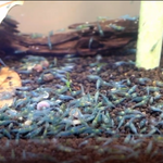 Live Freshwater Aquarium Premium Blue Jelly Shrimp 10/$30, 20/$50 (FS-014)