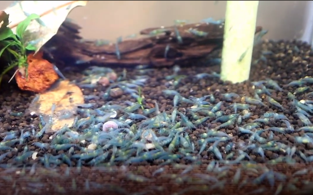 Live Freshwater Aquarium Premium Blue Jelly Shrimp 10/$30, 20/$50 (FS-014)